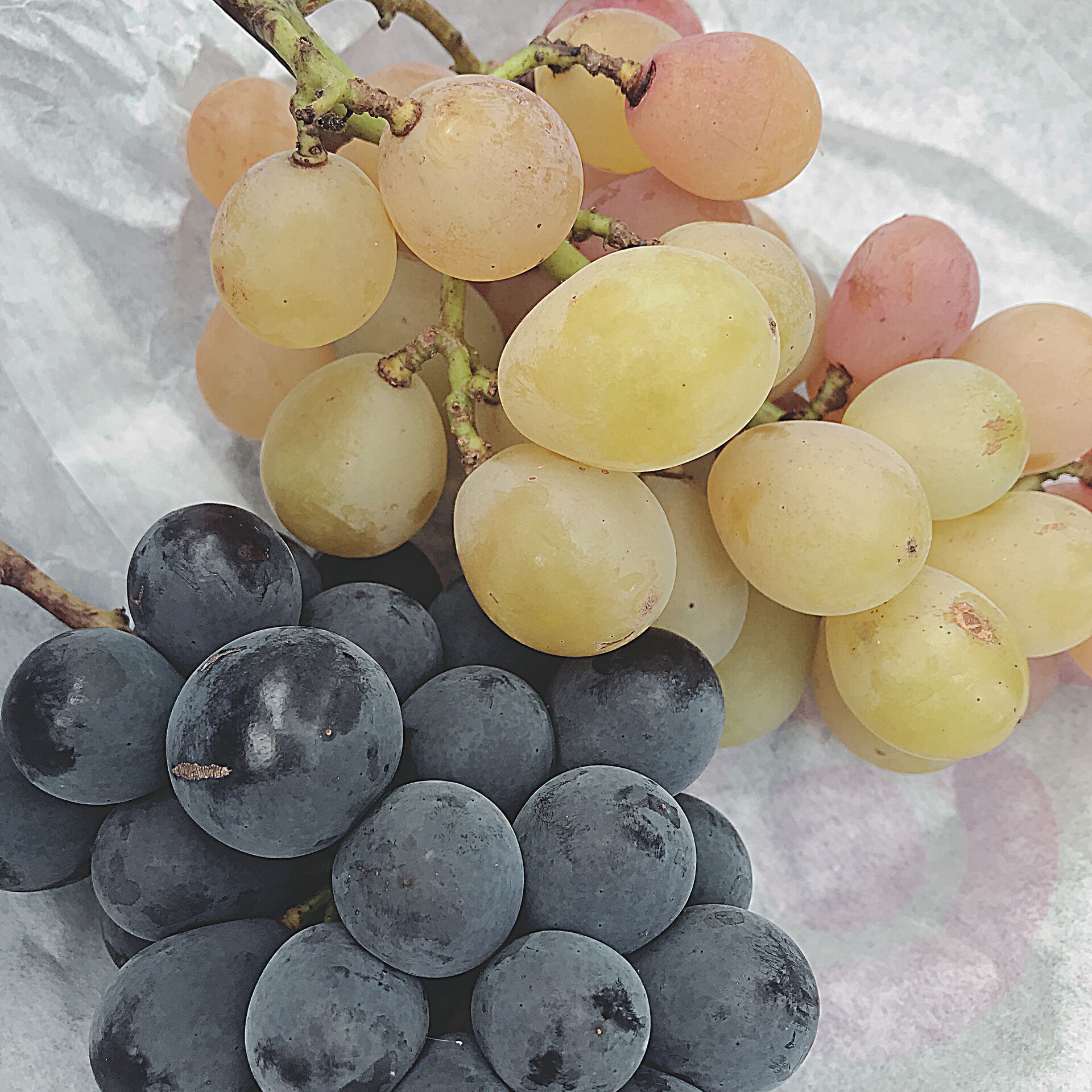 ぶどう狩り🍇