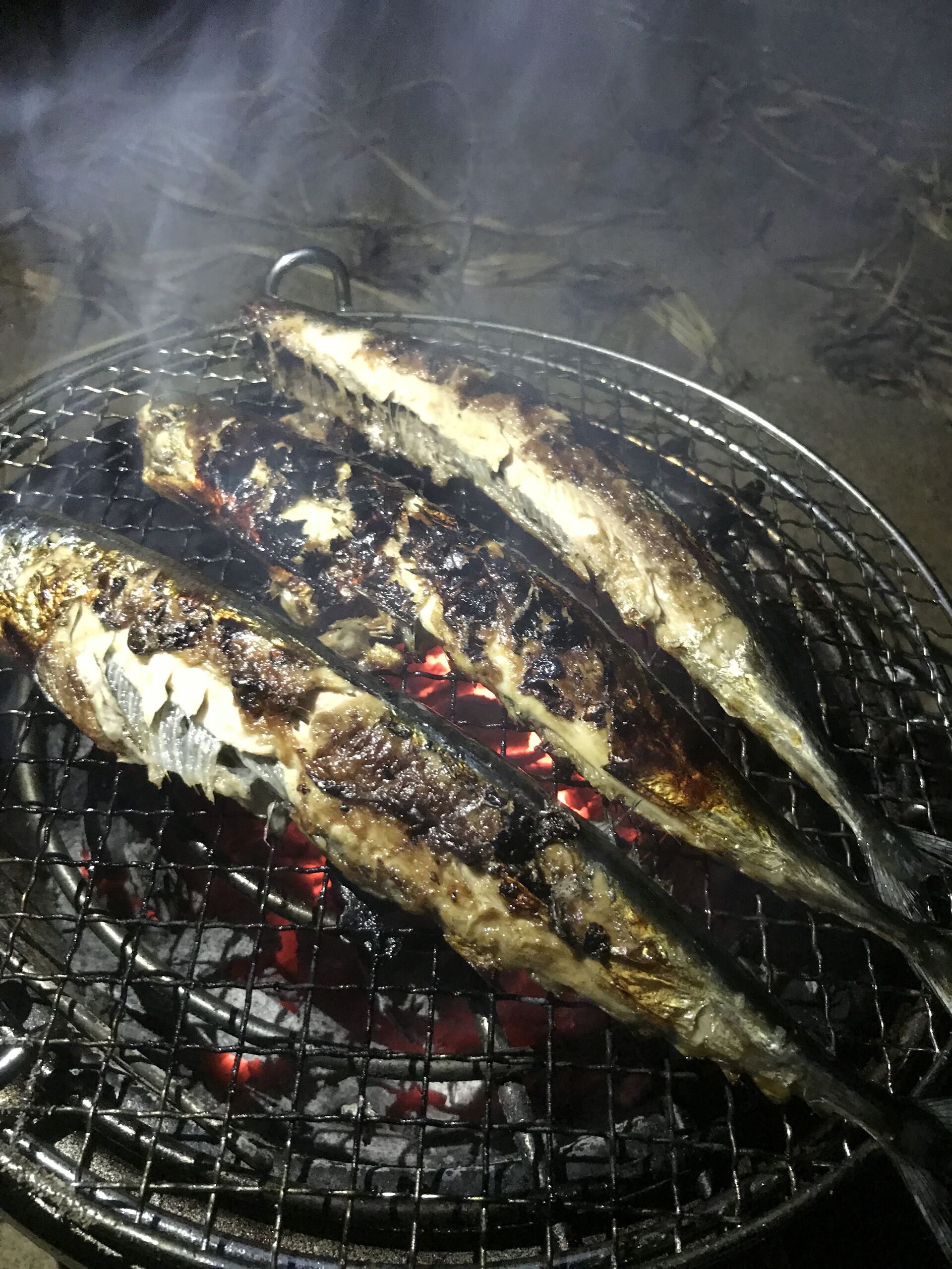 秋刀魚>* ))))>