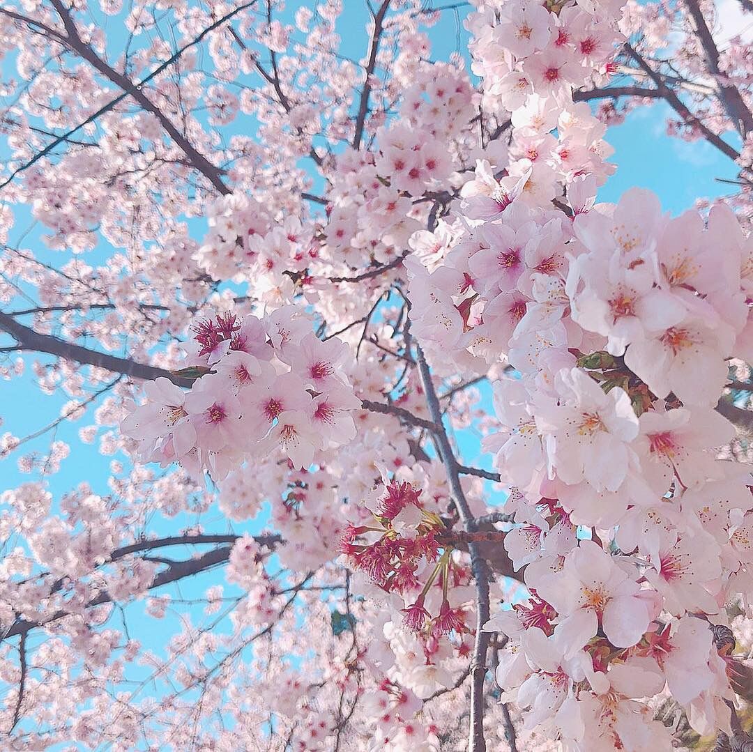 春を感じに…🌸