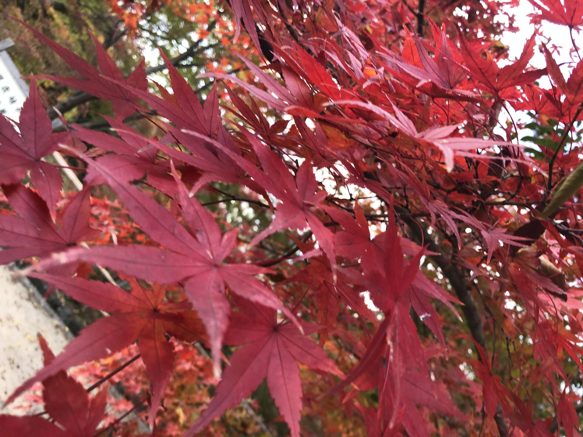 紅葉🍁